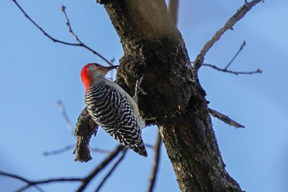 Red-bellied Woodpecker - ML614510492