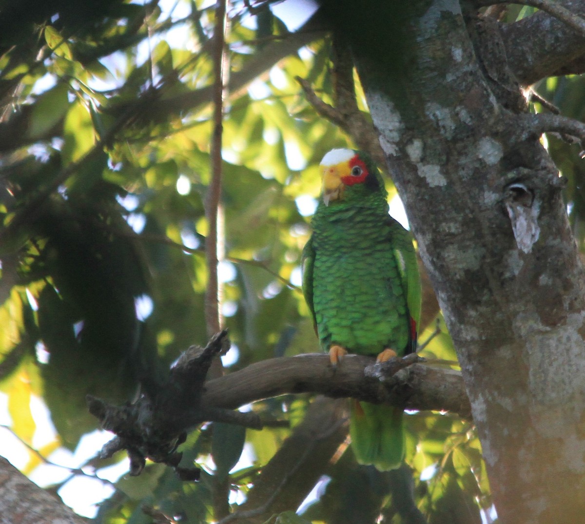 Yellow-lored Parrot - ML614510711