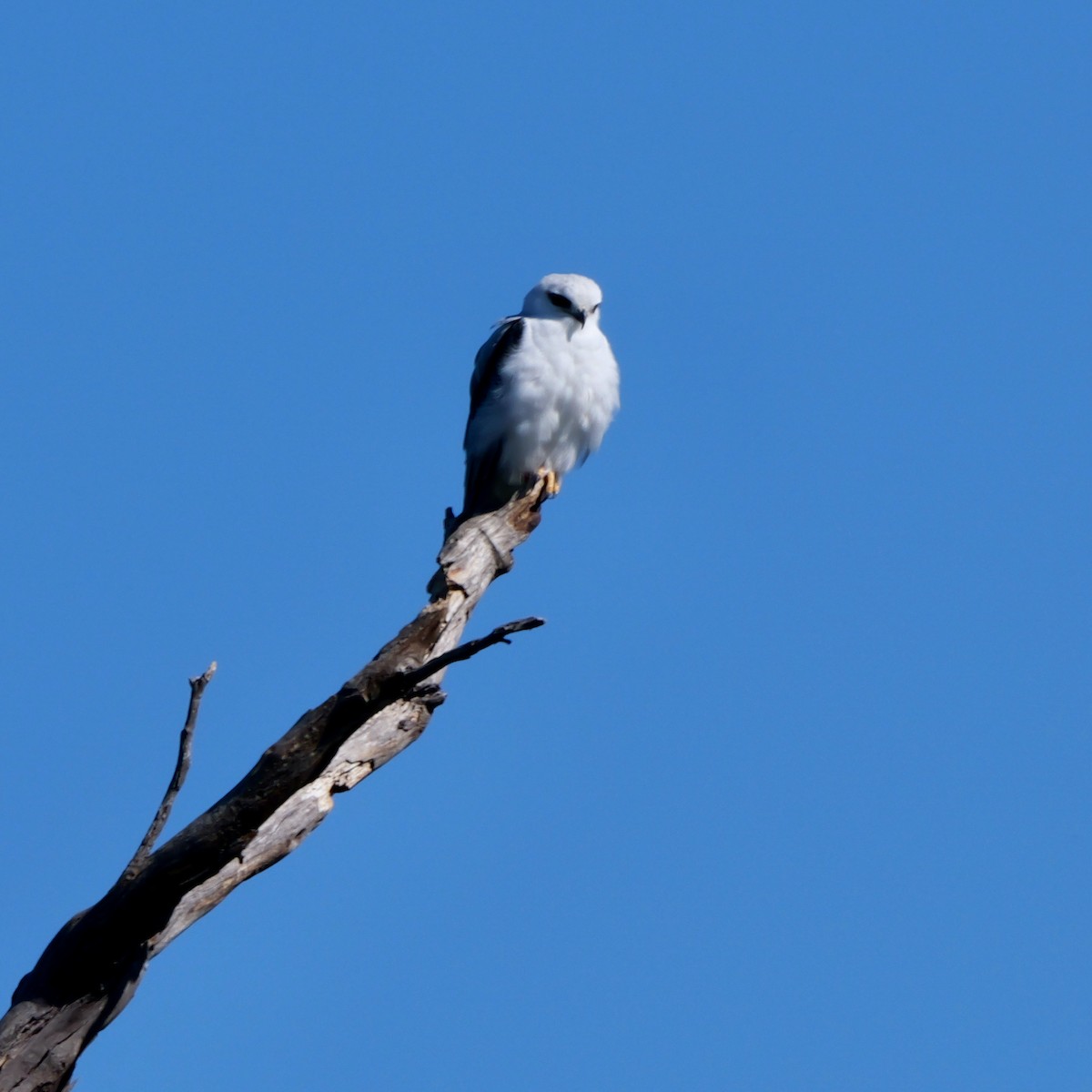 Black-shouldered Kite - Lindell Emerton