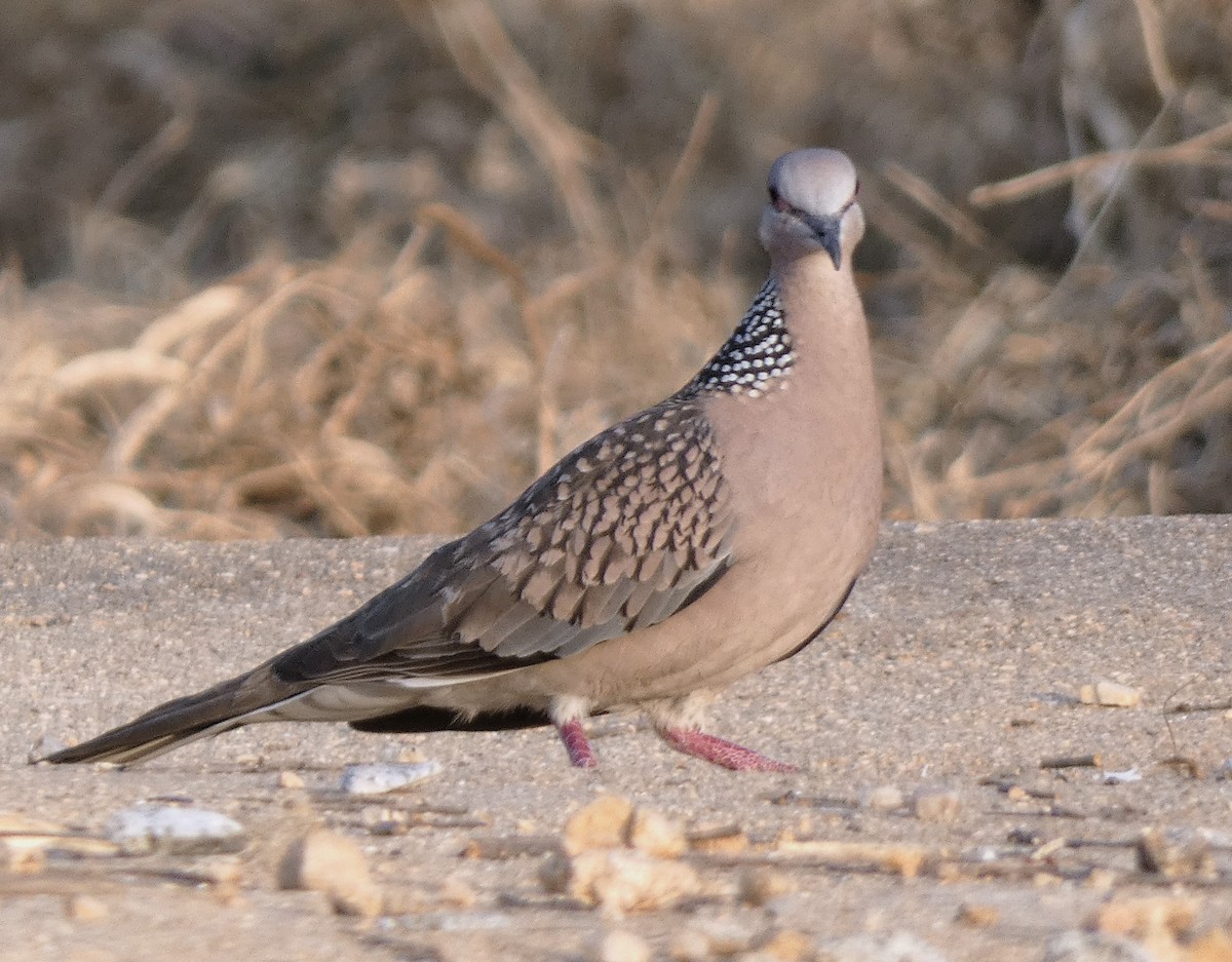 Spotted Dove - ML614510811