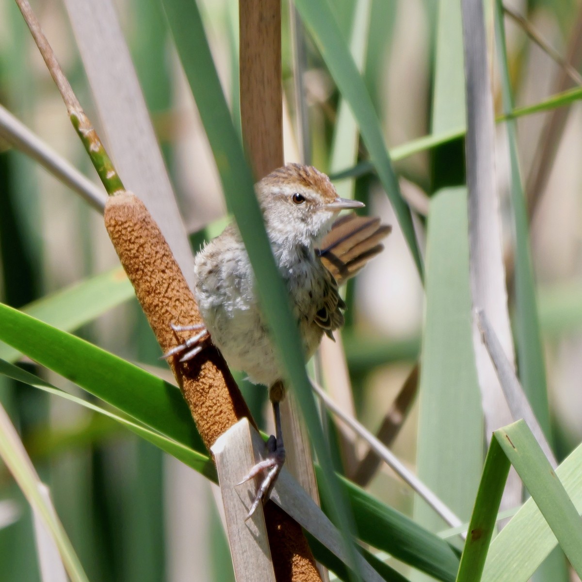 Little Grassbird - Lindell Emerton