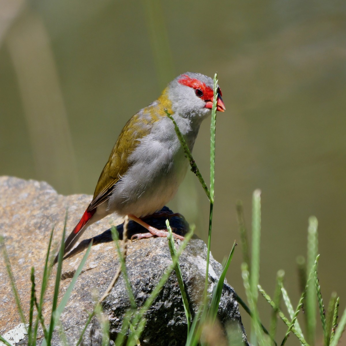 Red-browed Firetail - Lindell Emerton