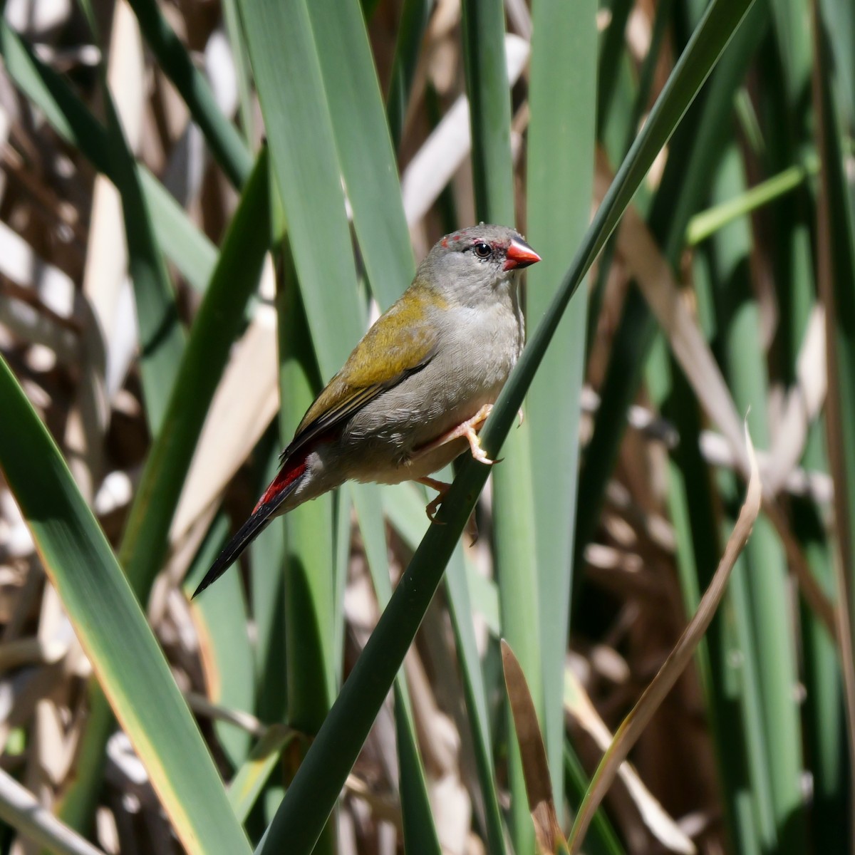 Red-browed Firetail - ML614510839