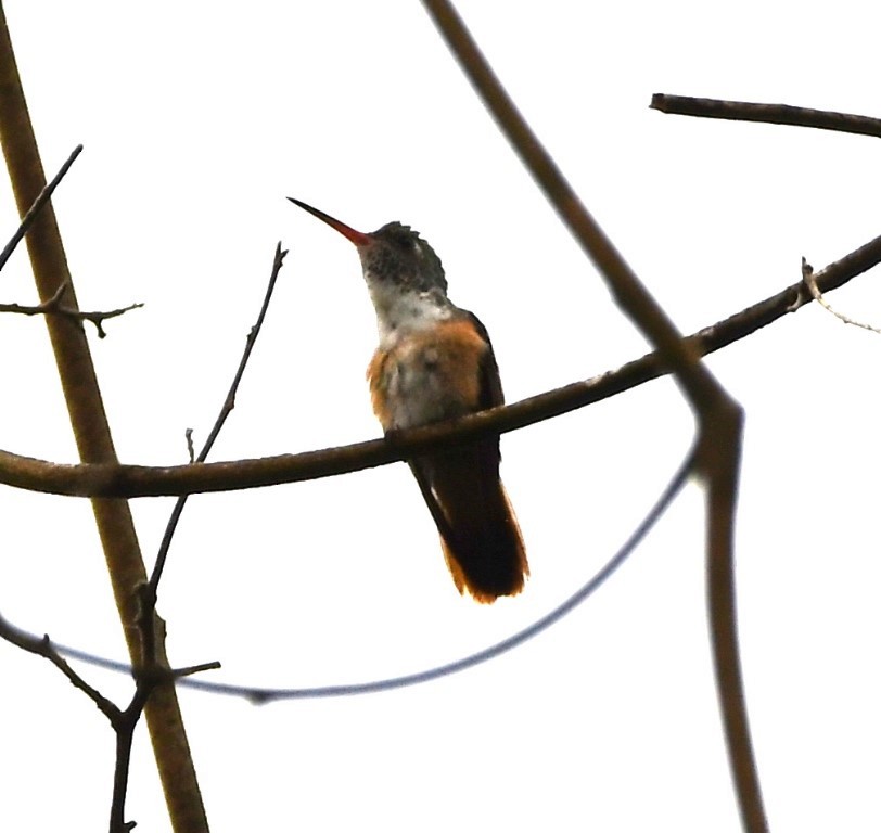 Amazilia Hummingbird - ML614510843