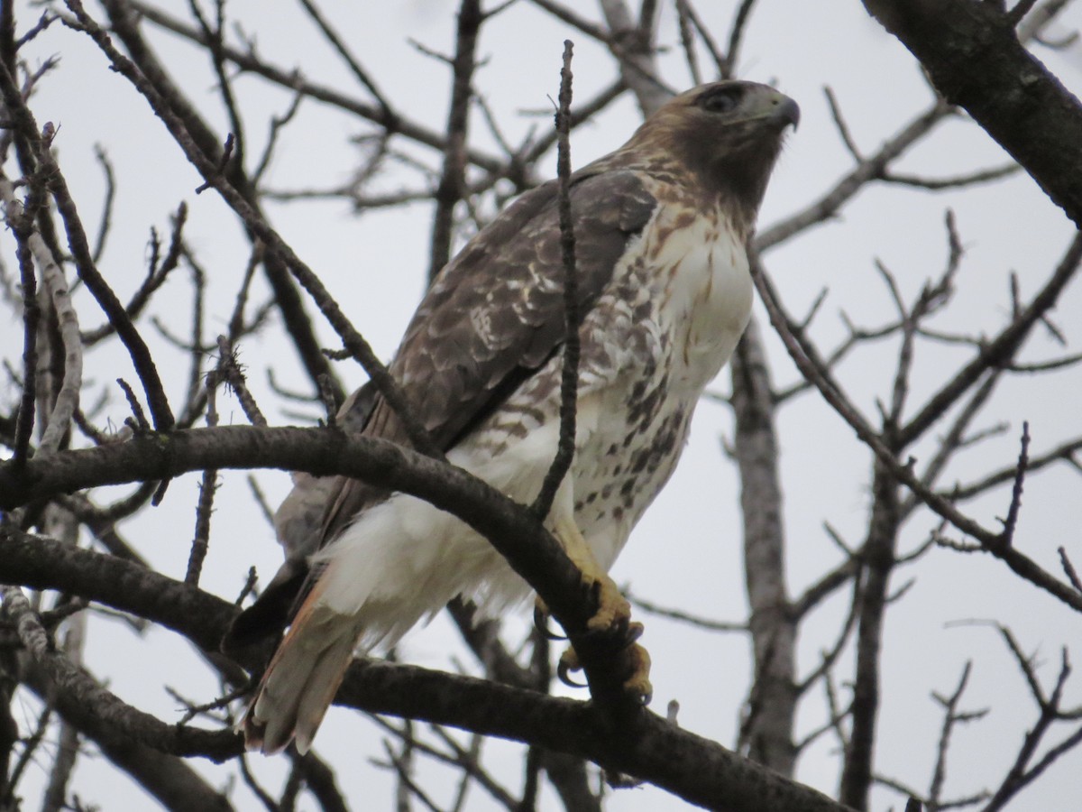 Red-tailed Hawk - ML614510845