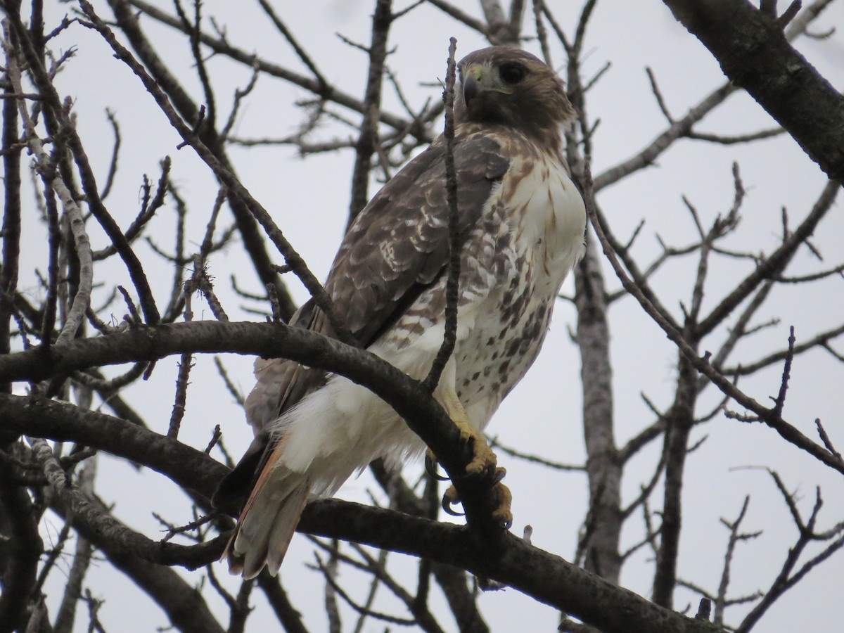 Red-tailed Hawk - ML614510846