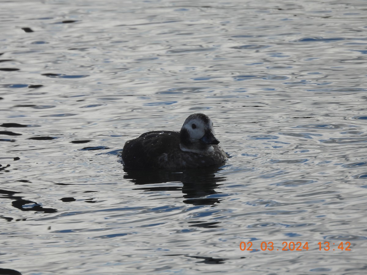 Long-tailed Duck - ML614511224