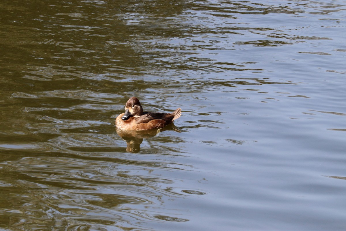 Ring-necked Duck - Noreen Baker