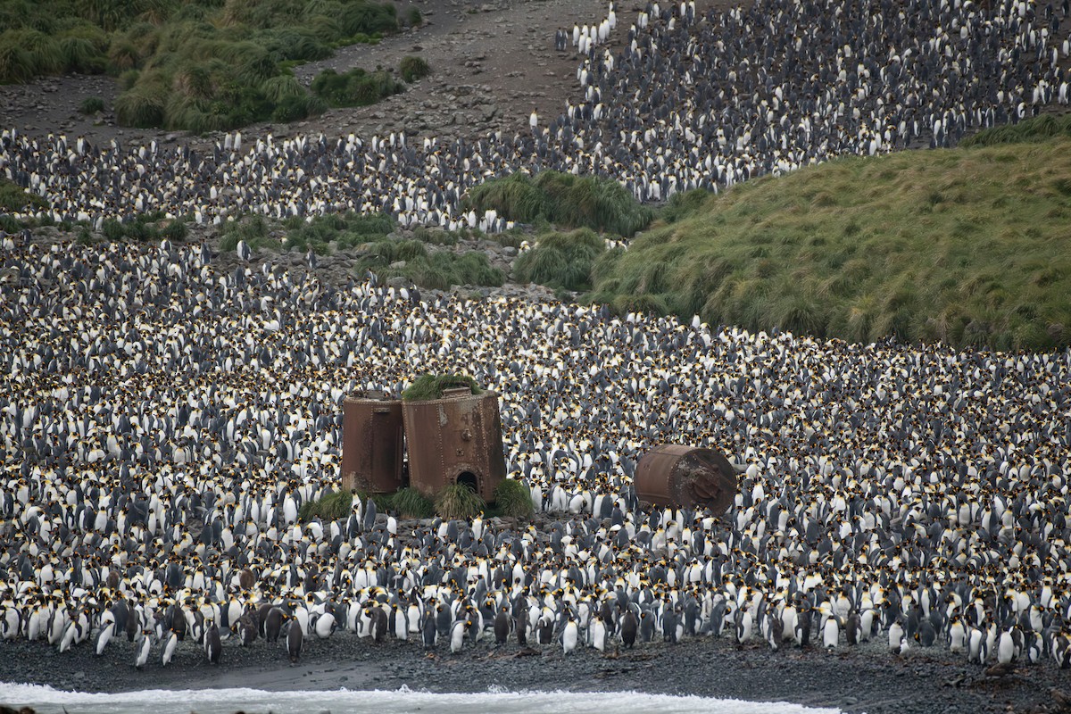 tučňák patagonský - ML614511588