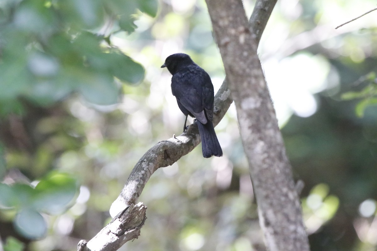 Square-tailed Drongo - ML614511938