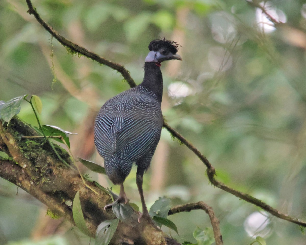 Western Crested Guineafowl - ML614512238