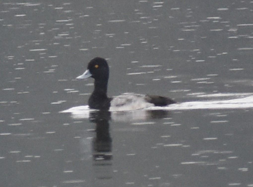 Greater Scaup - ML614512256
