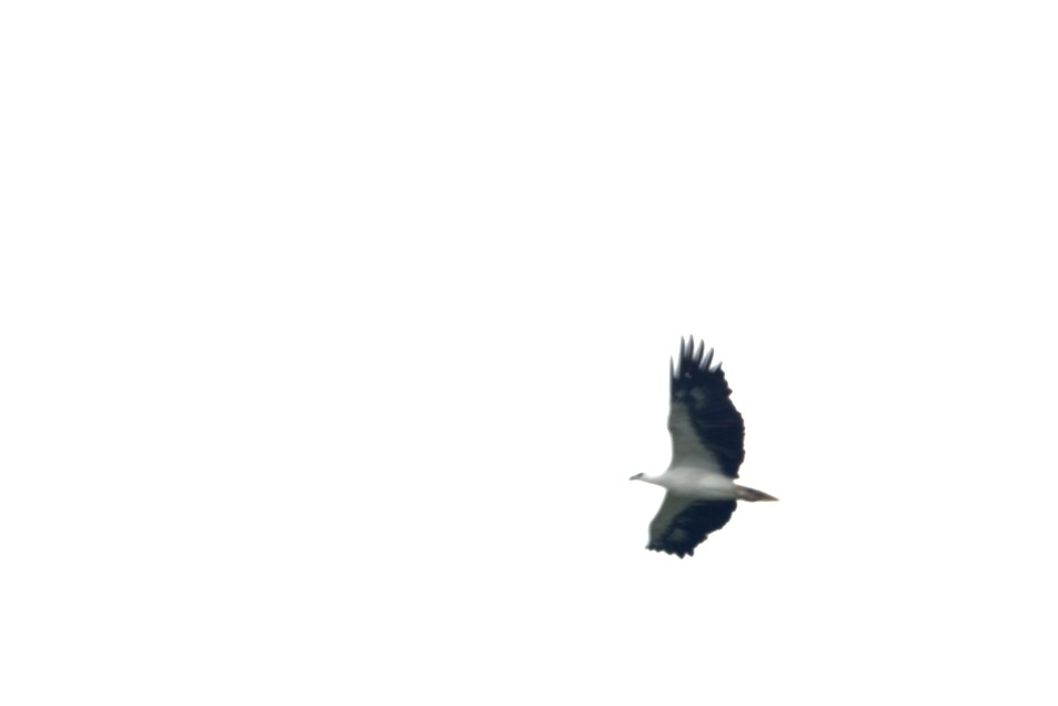 Белобрюхий орлан - ML614512341