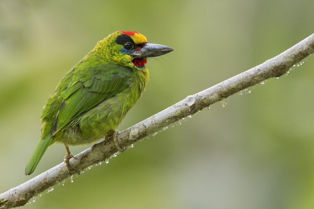 Red-throated Barbet - ML614512645