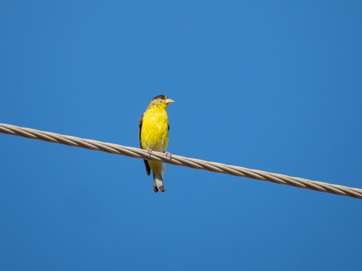 Lesser Goldfinch - Aquiles Brinco