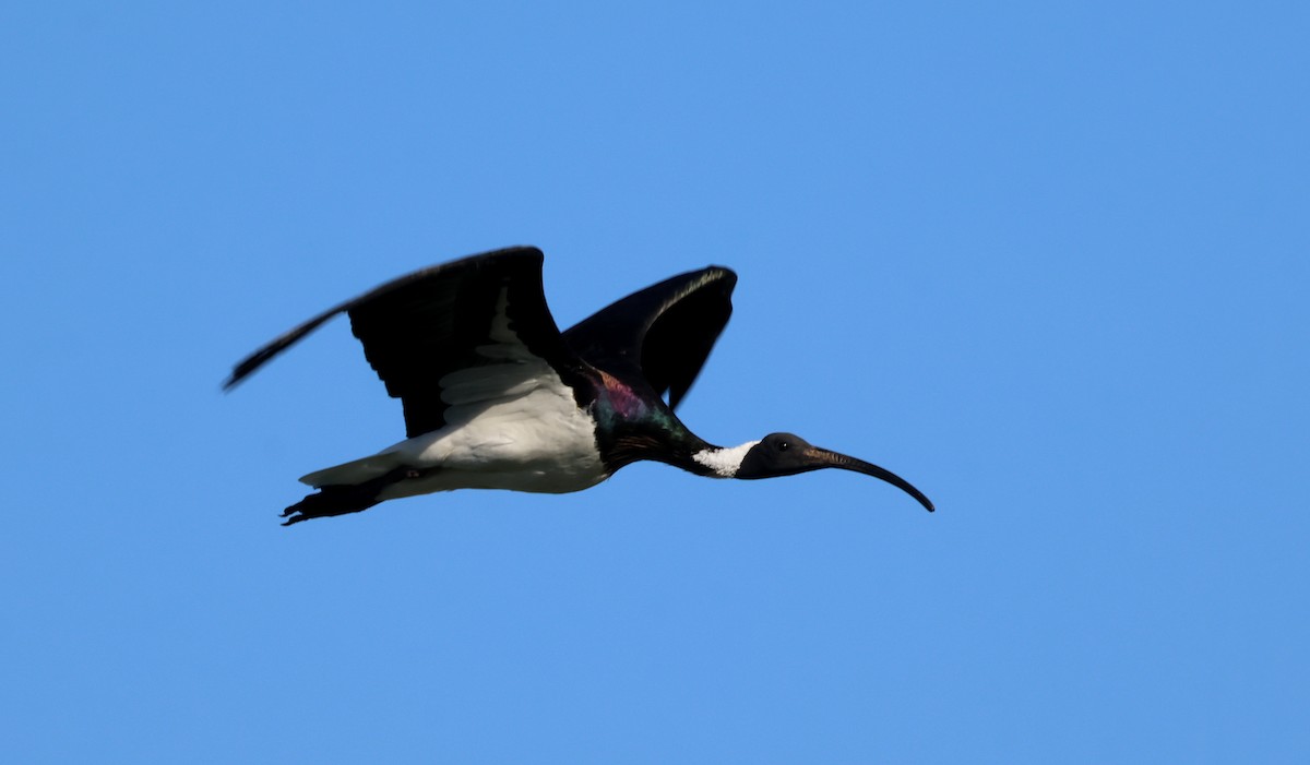 ibis slámokrký - ML614512852