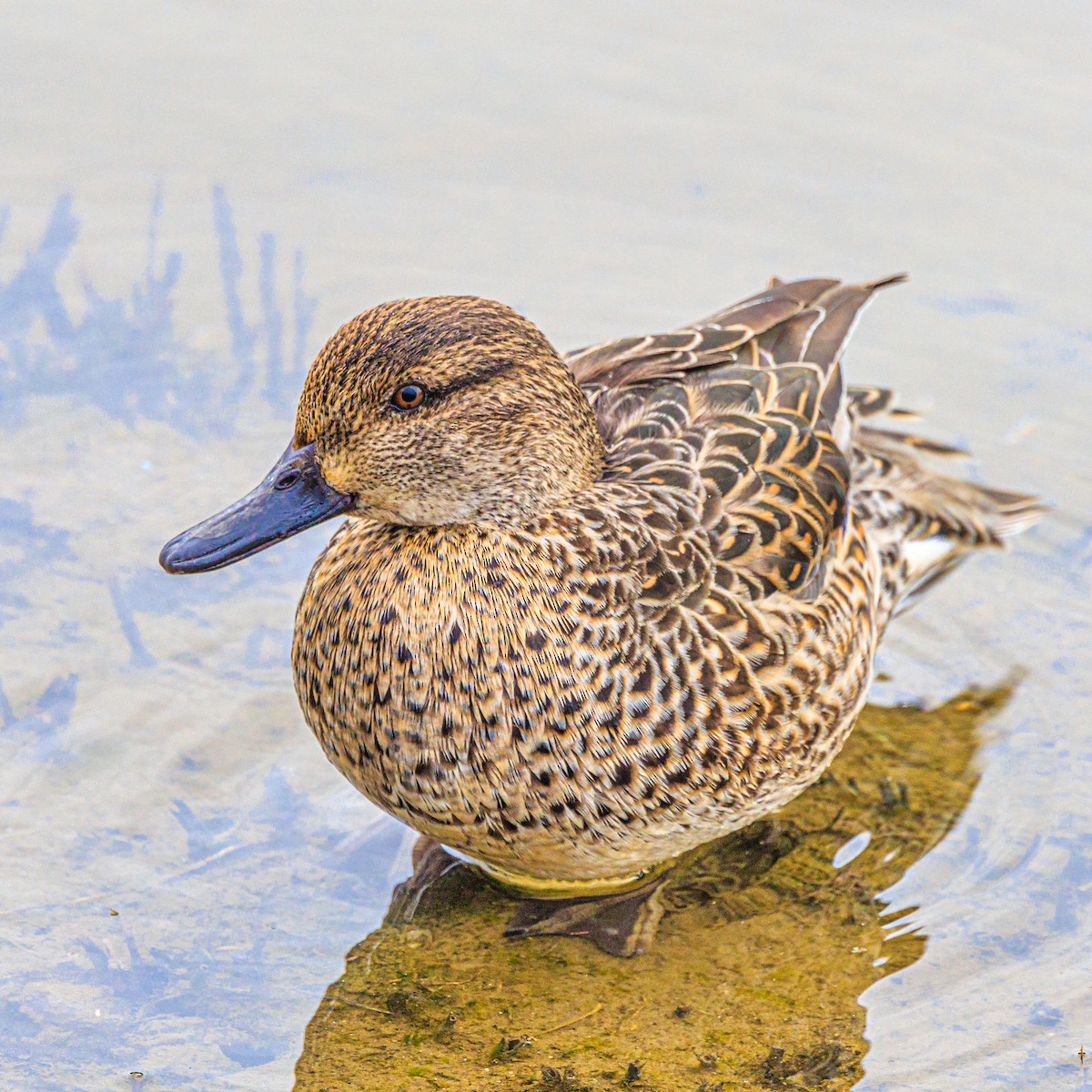 Green-winged Teal - ML614512940