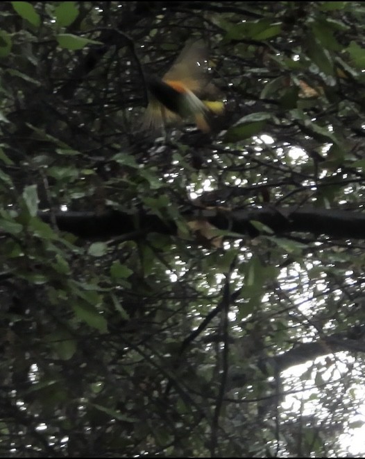 eBird Checklist 6 Feb 2024 Oakdale Memorial Park 14 species