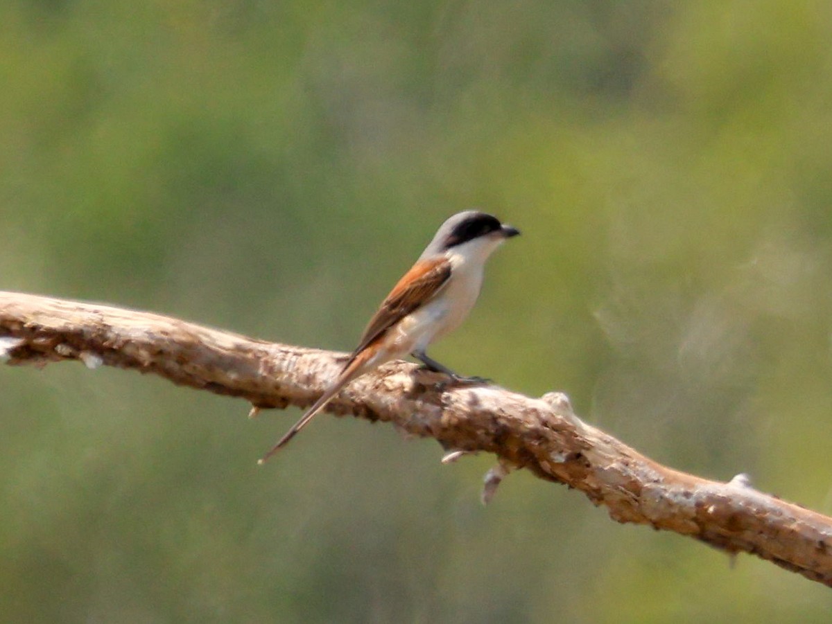 Burmese Shrike - Pachara Promnopwong