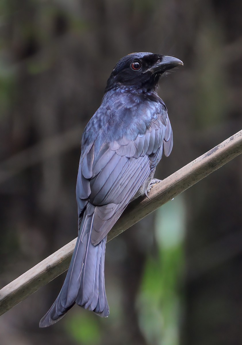 Crow-billed Drongo - ML614513024