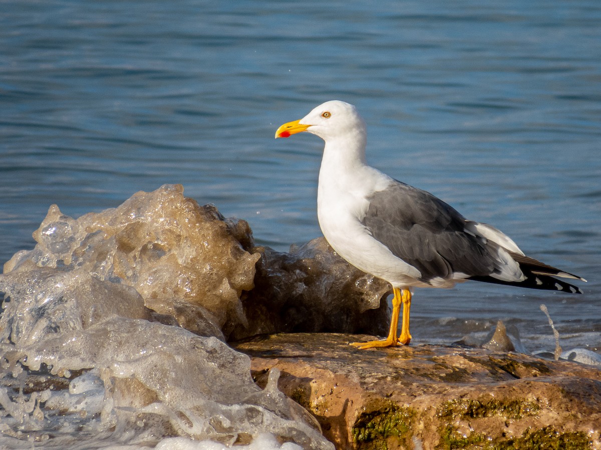 Yellow-footed Gull - Aquiles Brinco