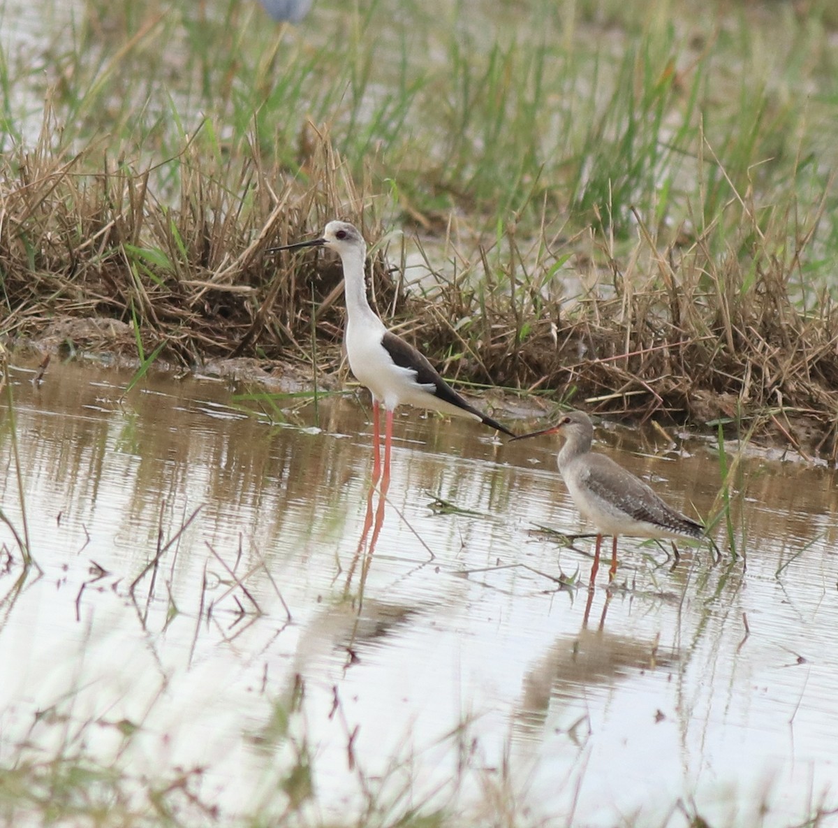 Spotted Redshank - ML614513196