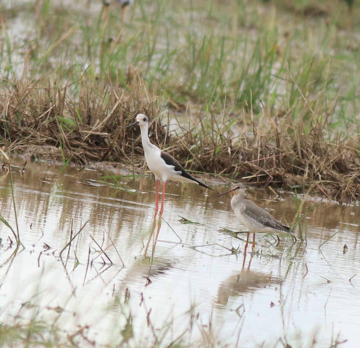 Spotted Redshank - ML614513197