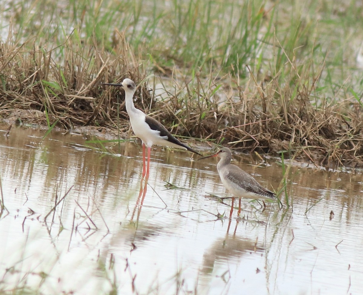 Spotted Redshank - ML614513198