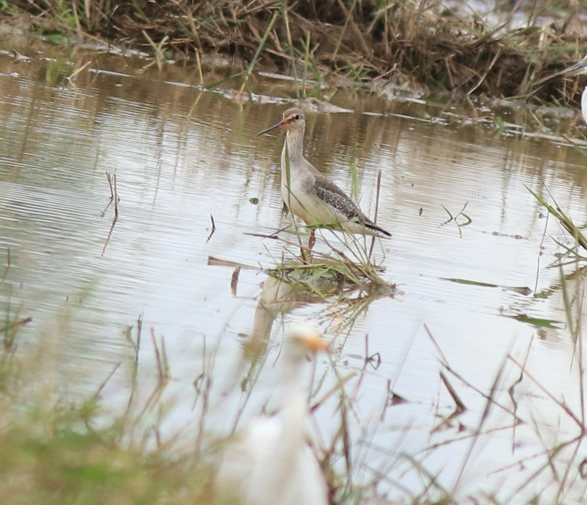 Spotted Redshank - ML614513199