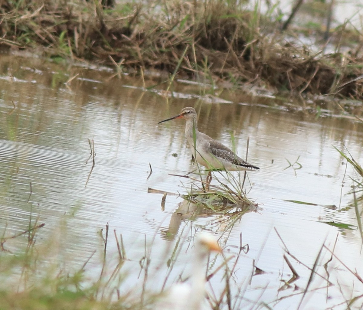 Spotted Redshank - ML614513200