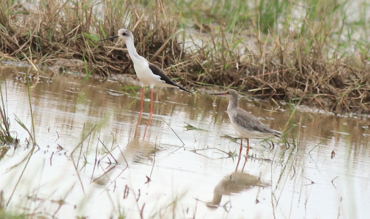 Spotted Redshank - ML614513201