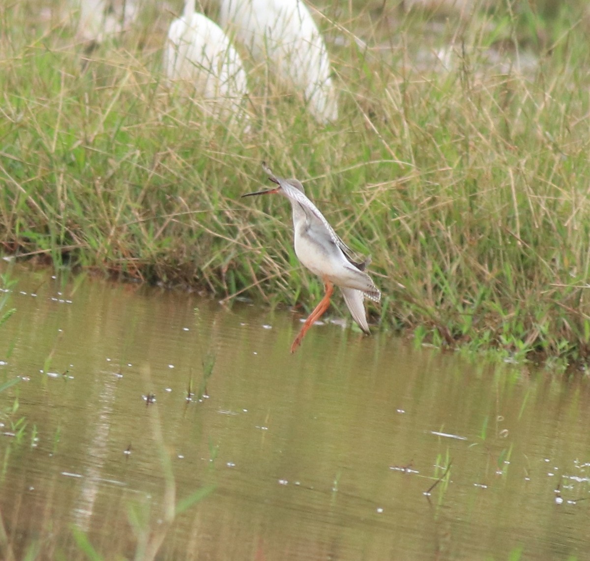 Spotted Redshank - ML614513369
