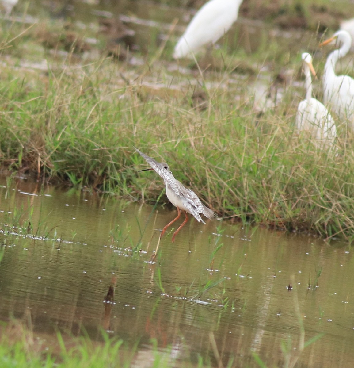 Spotted Redshank - ML614513373