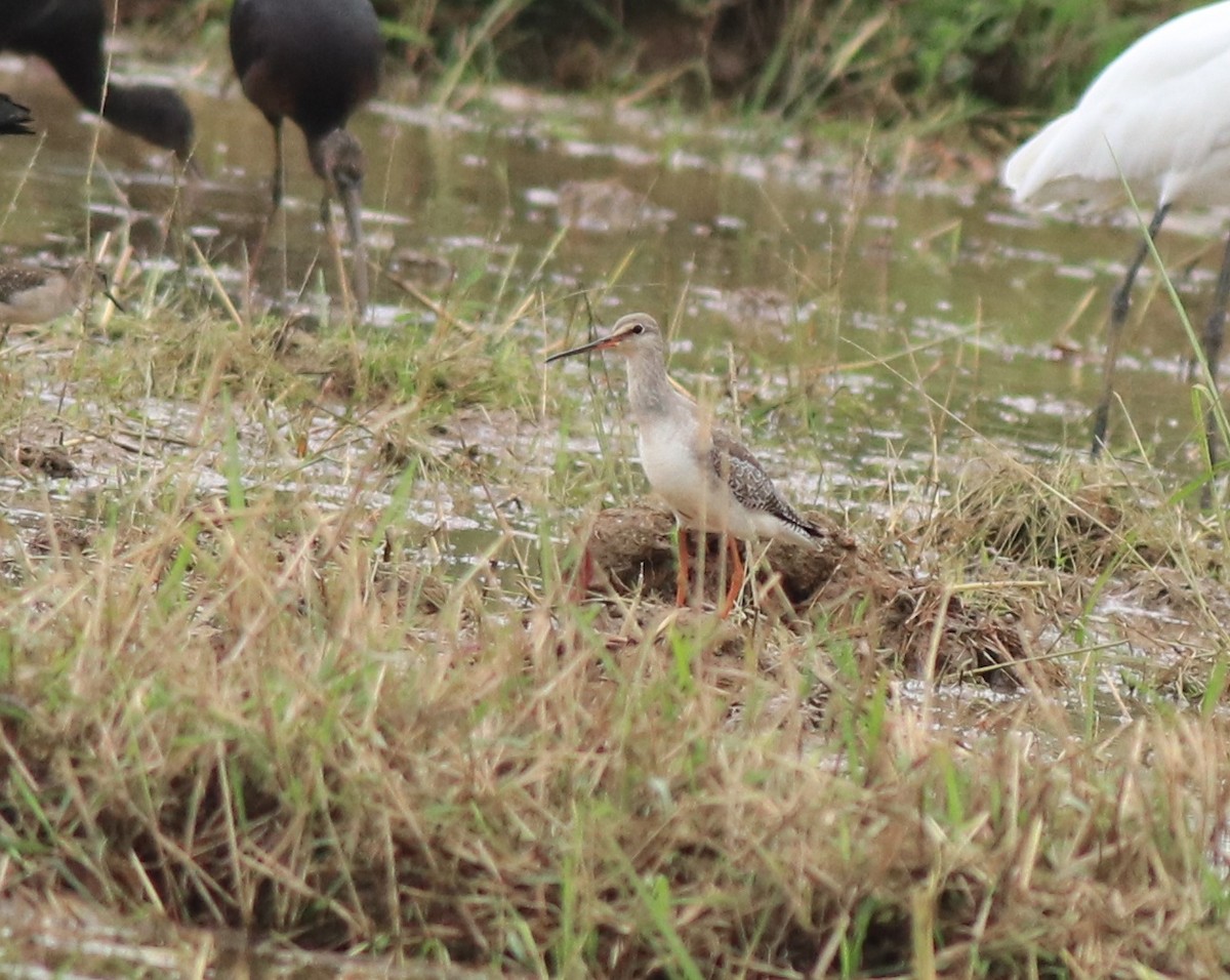 Spotted Redshank - ML614513375