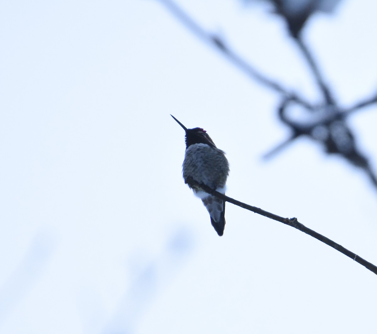 Anna's Hummingbird - ML614513439
