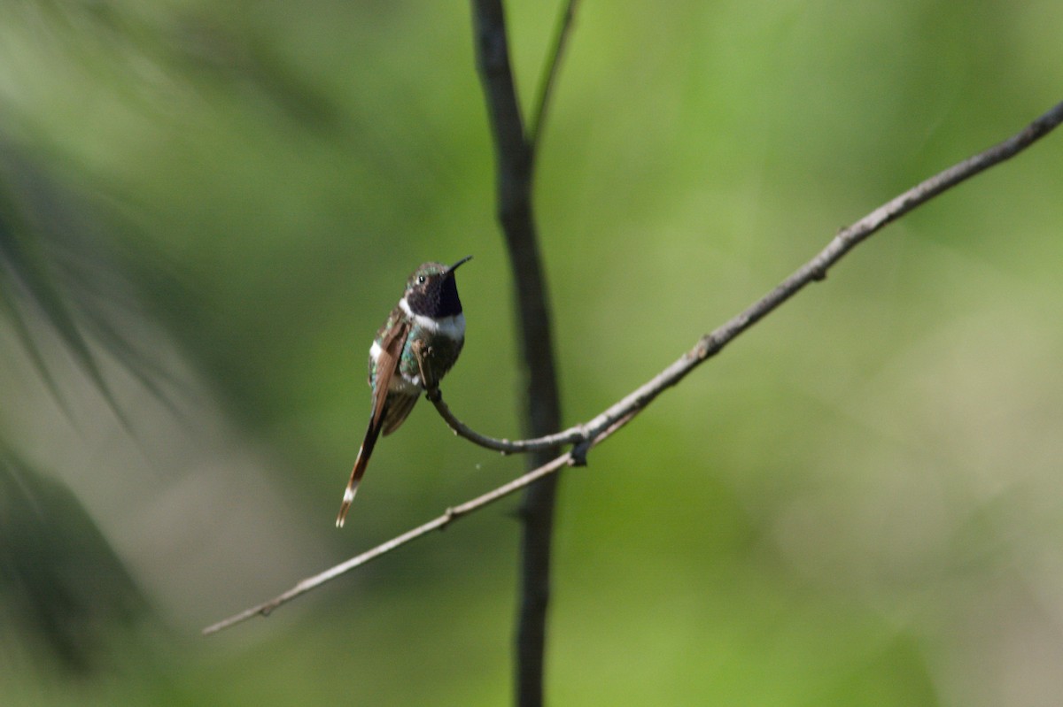 Sparkling-tailed Hummingbird - Simon Valdez-Juarez