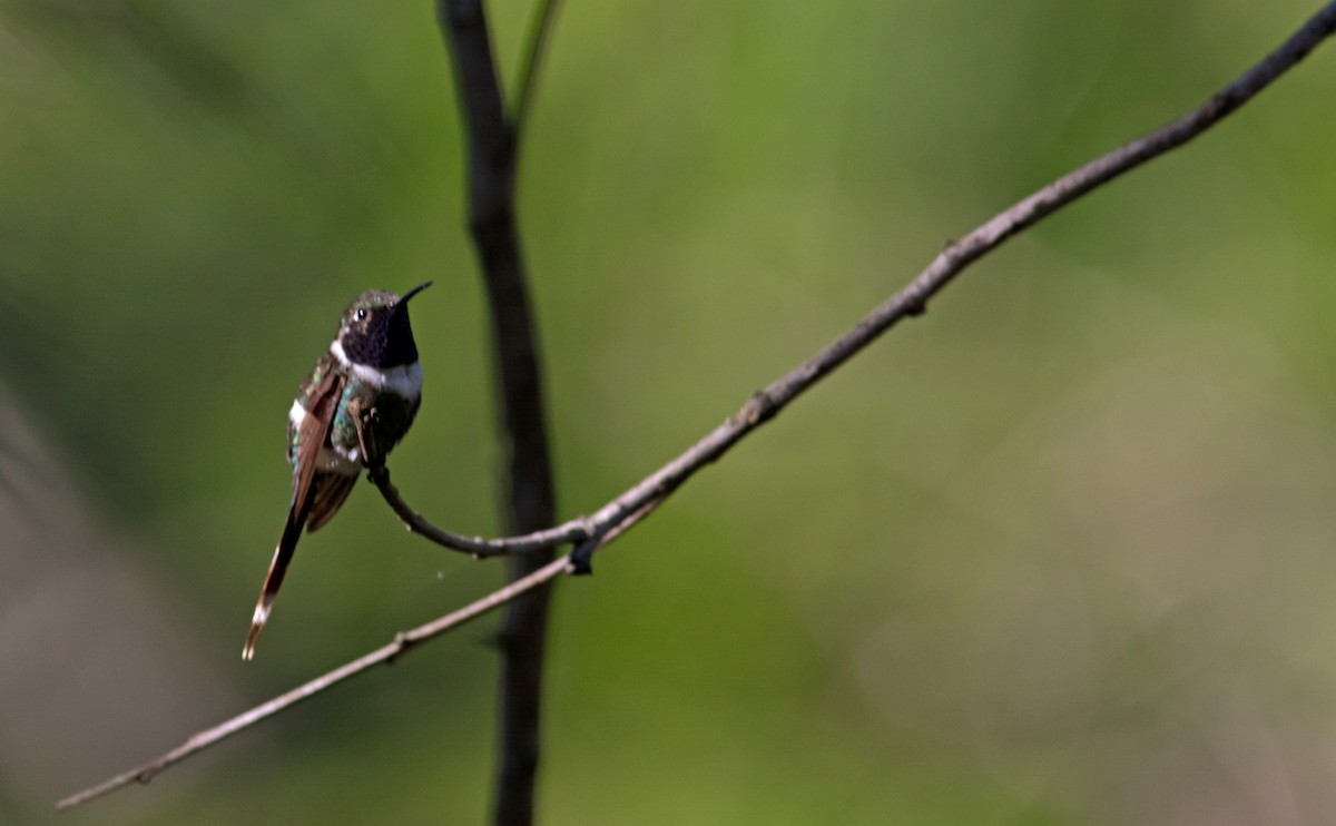 Sparkling-tailed Hummingbird - ML614513539