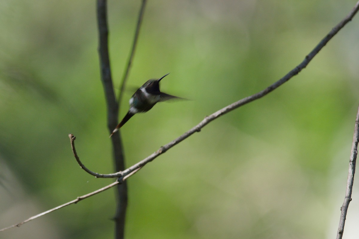 Sparkling-tailed Hummingbird - ML614513541