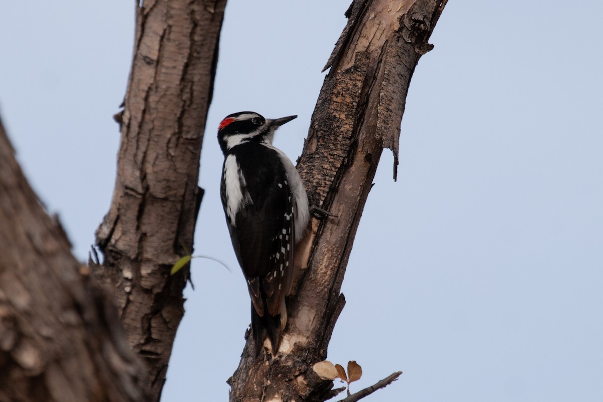 Hairy Woodpecker - ML614513592