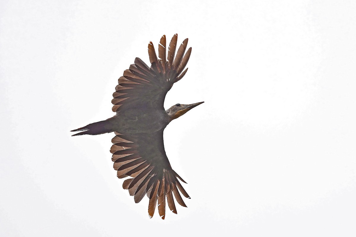 Great Slaty Woodpecker - carlo gomez