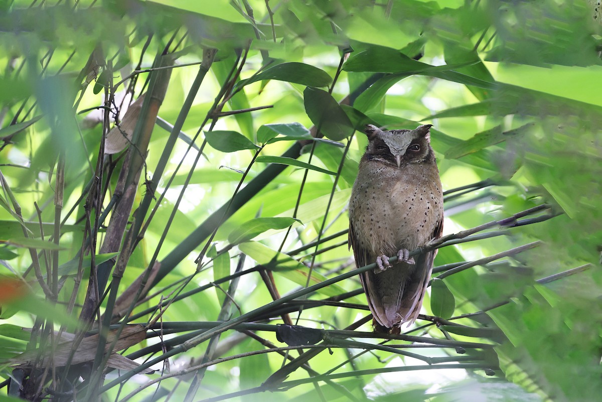 White-fronted Scops-Owl - ML614513984