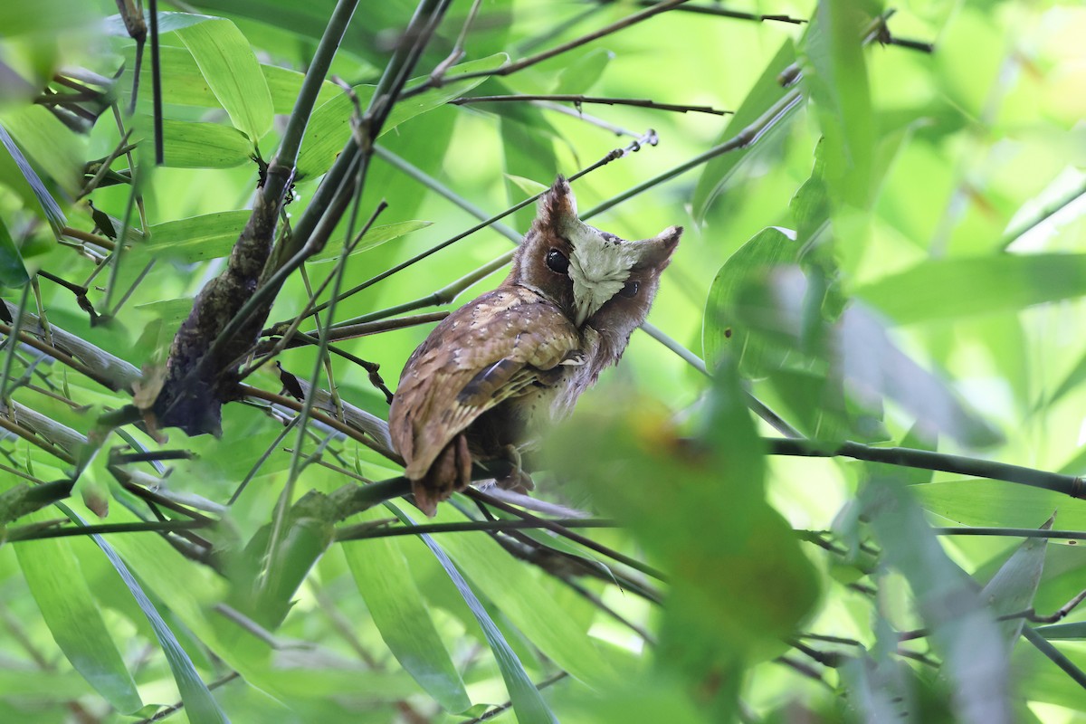 White-fronted Scops-Owl - ML614513985