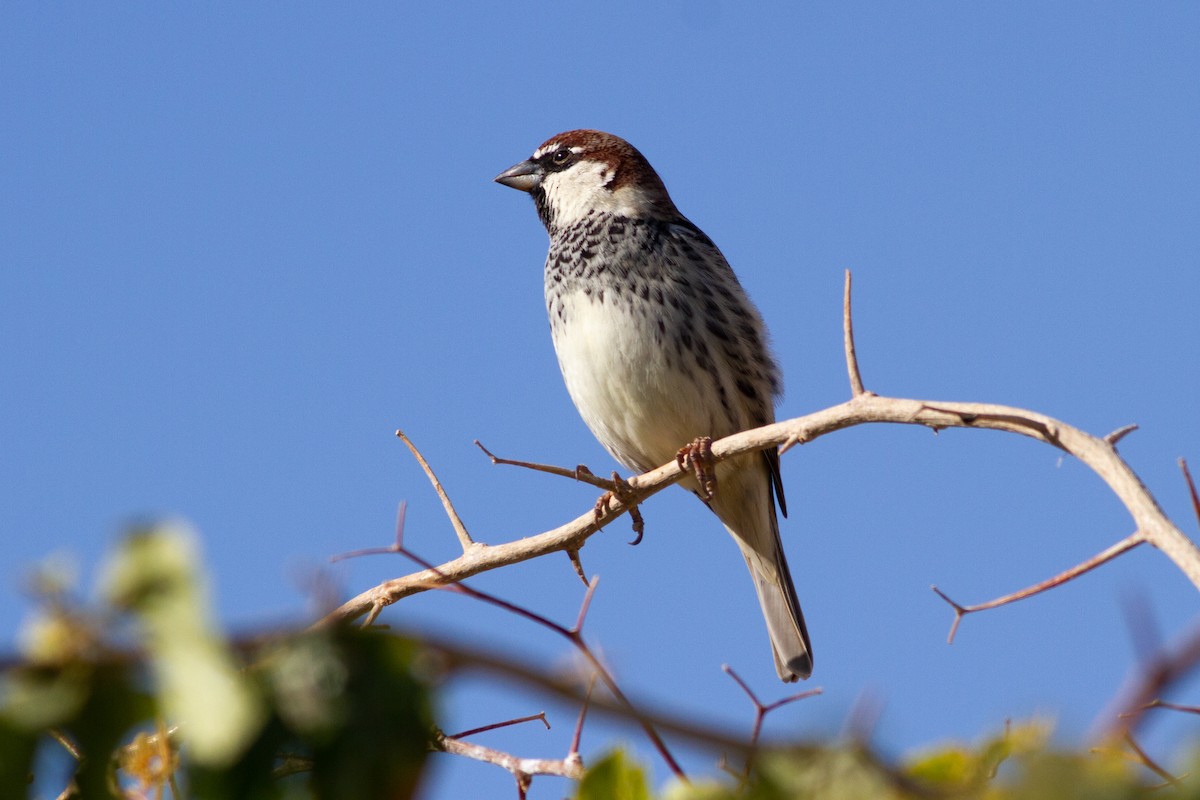 Spanish Sparrow - ML614513991