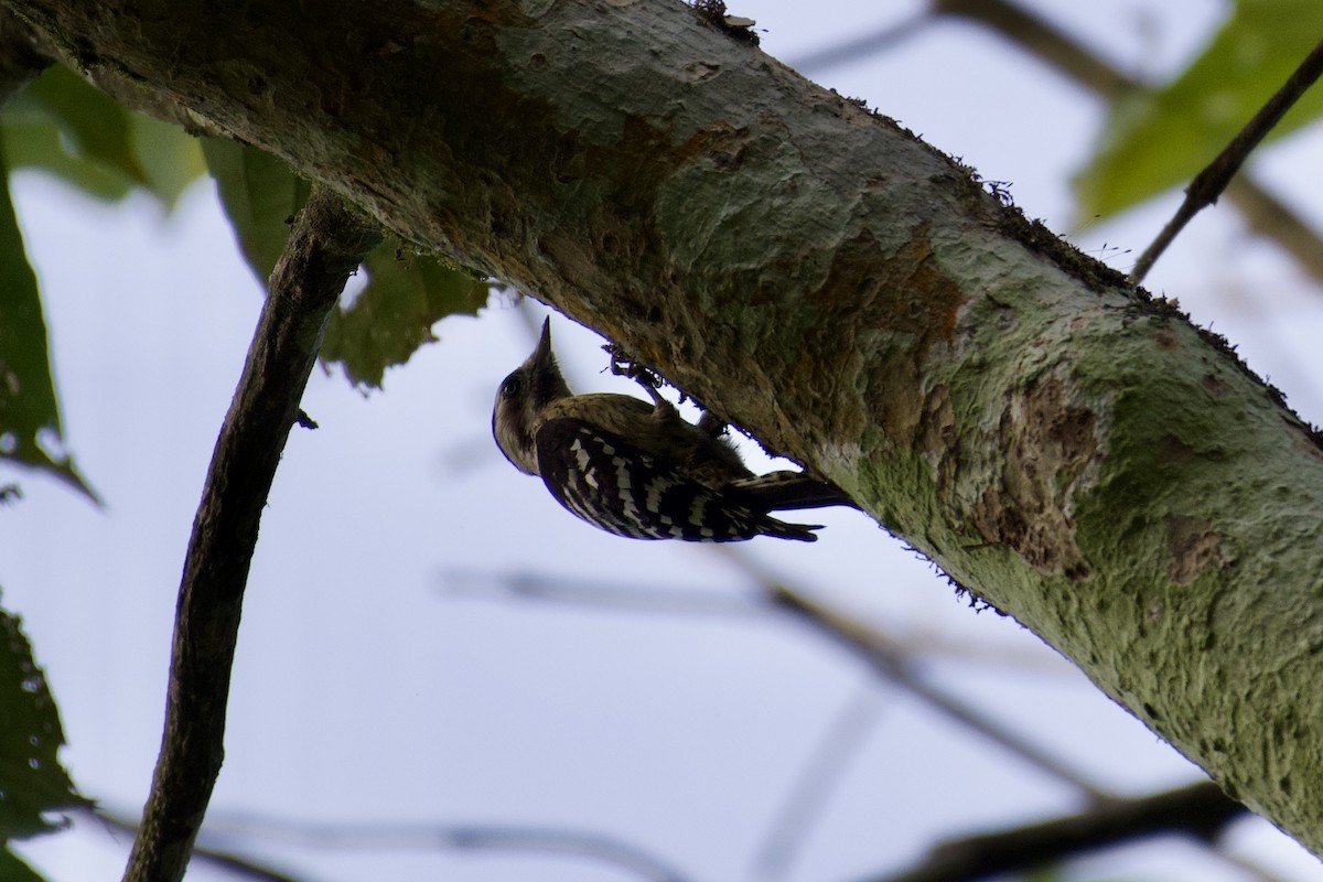 Gray-capped Pygmy Woodpecker - ML614514275