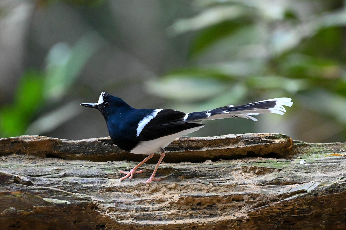 White-crowned Forktail - Do Do