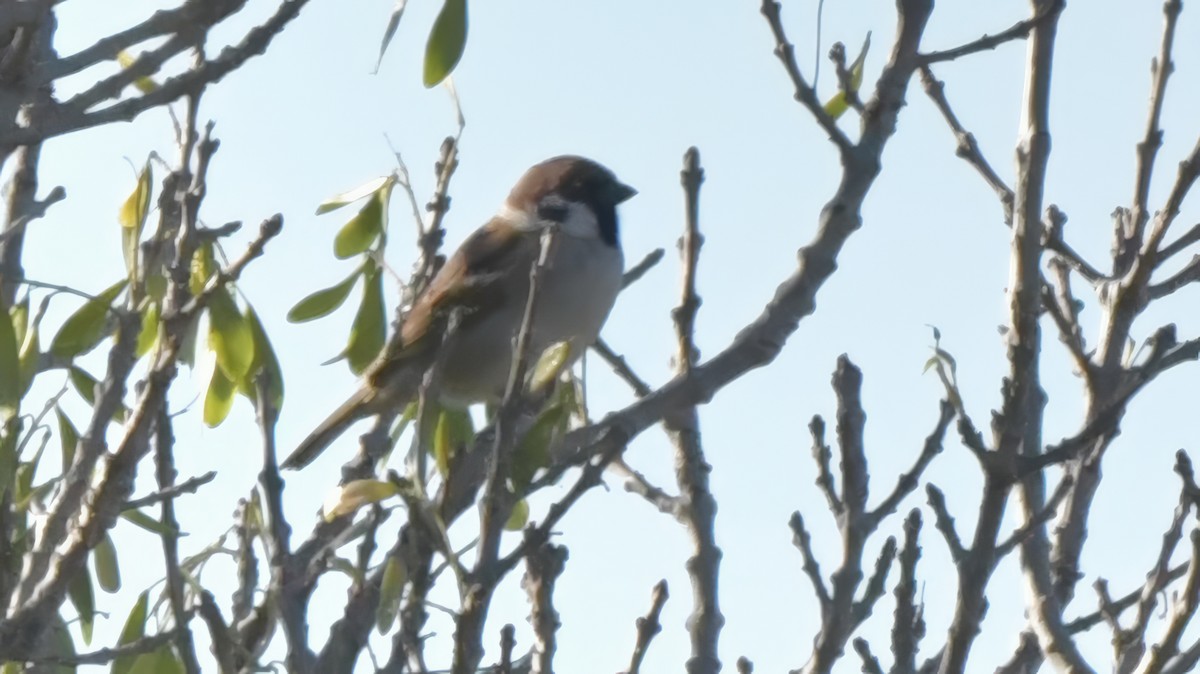 Eurasian Tree Sparrow - ML614514737