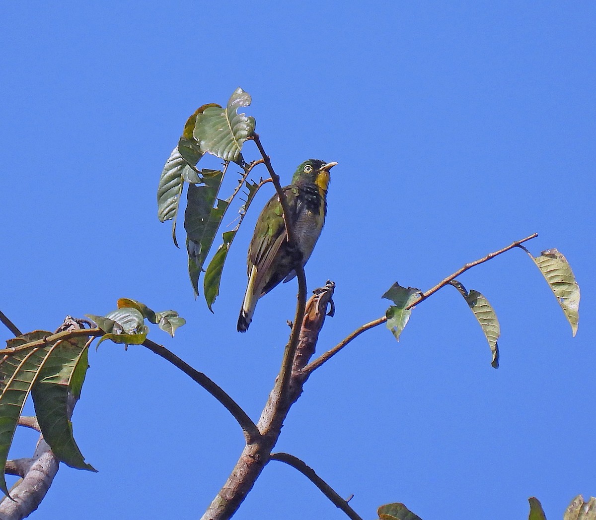 Yellow-throated Cuckoo - ML614515052