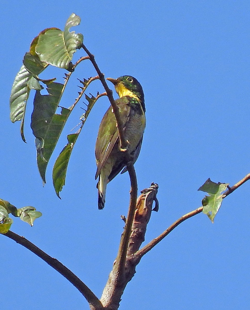 Yellow-throated Cuckoo - ML614515053