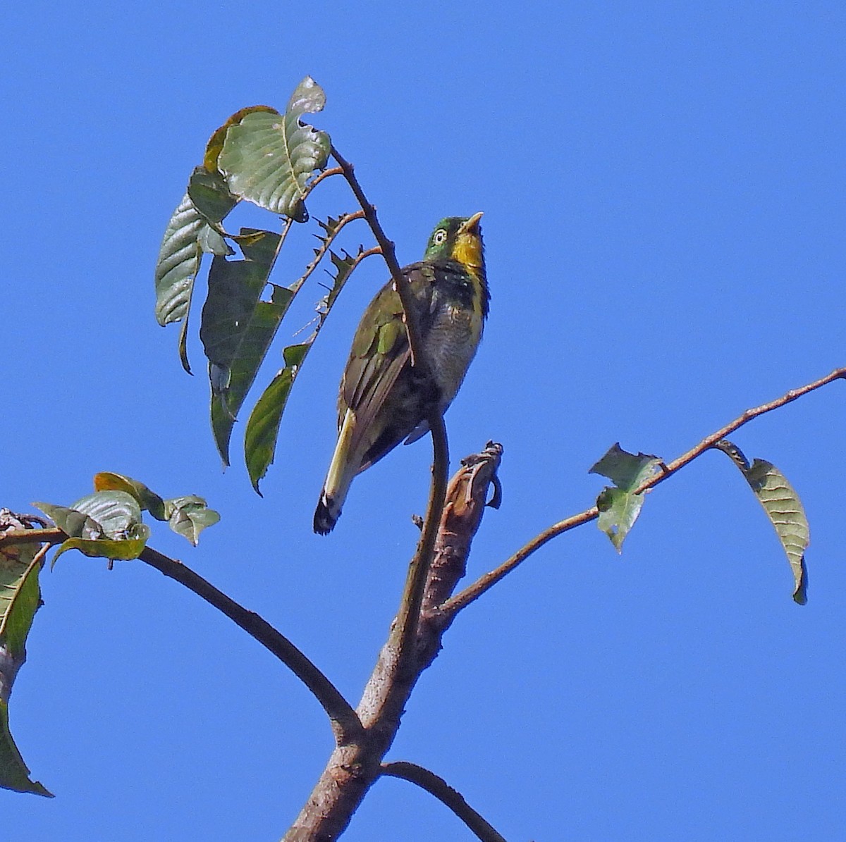 Yellow-throated Cuckoo - ML614515054