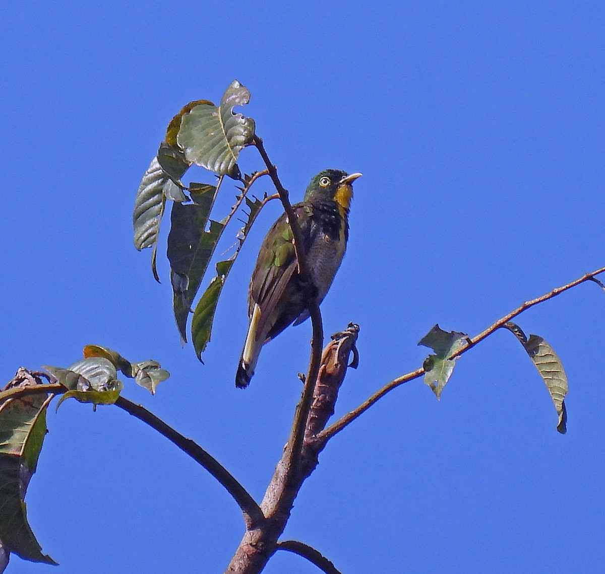 Yellow-throated Cuckoo - ML614515059